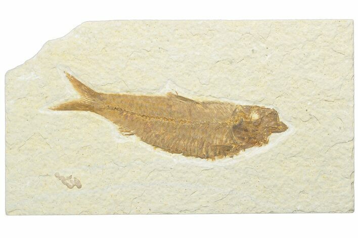 Detailed Fossil Fish (Knightia) - Wyoming #247366